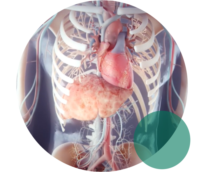 Die 3D-Animation zeigt ein Herz in einem offenen Torso