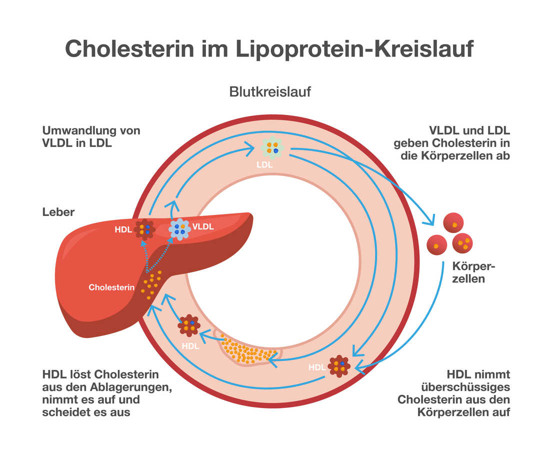 Überschrift: „Cholesterin im Lipoprotein-Kreislauf“. Schematische Darstellung eines Blutkreislaufs unter Beteiligung der Leber und der Körperzellen. VLDL und LDL geben Cholesterin in die Körperzellen ab. HDL löst Cholesterin aus Ablagerungen, und führt es zurück zur Leber. Dort wird es über die Gallensäuren und direkt mit der Galle ausgeschieden.