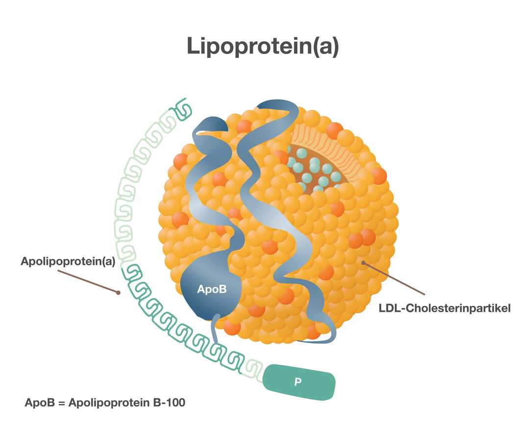 Schematische Darstellung von Lipoprotein(a). Eine gelbliche Kugel stellt den LDL-Cholesterinpartikel dar. Über die Kugel ranken sich zwei blaue Linien. Sie stehen für „Apolipoprotein B-100“. Links wird die Kugel von einer grünen Kette umgeben. Sie steht für „Apolipoprotein(a)“.