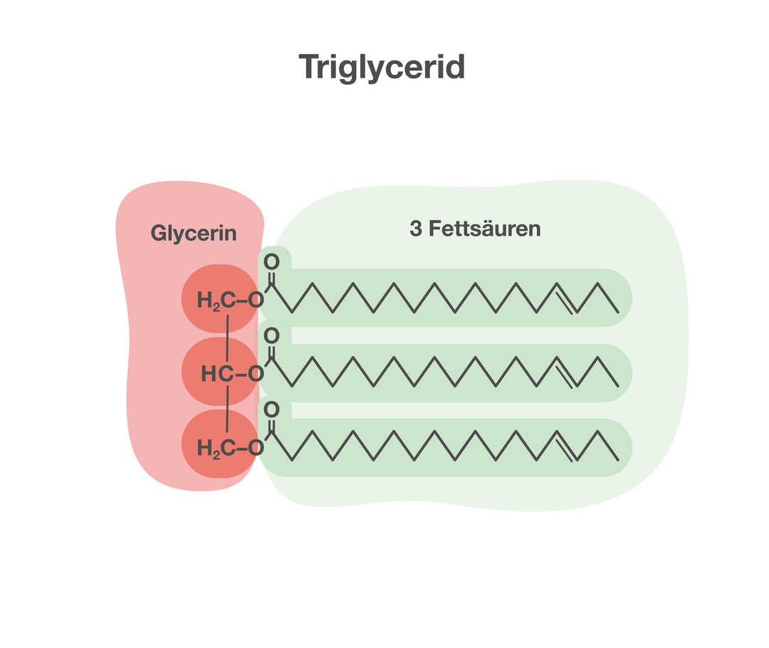 Grafische Darstellung von Triglycerid. Sie besteht aus zwei Teilen. Links stehen die chemischen Elementsymbole H, C und O für „Glycerin“. Rechts stehen drei gezackte Linien für „3 Fettsäuren“.